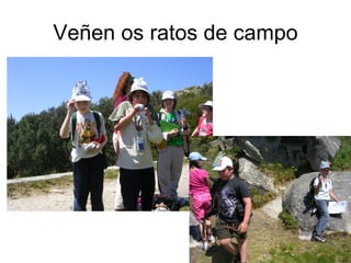 Veñen os ratos de campo
 