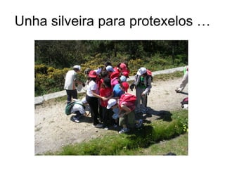 Unha silveira para protexelos …
 