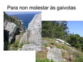 Para non molestar ás gaivotas
 