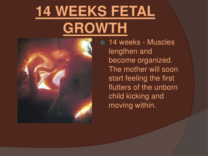 photo of a eight week fetus photo of a eight week fetus