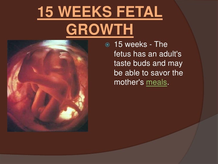 photo of five week old fetus