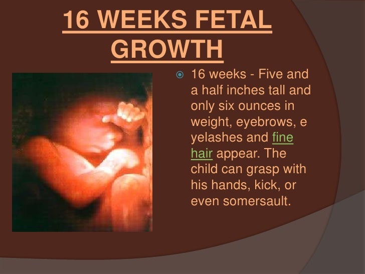 photo of six week fetus