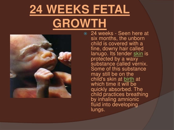 fetal development and the three stages of labor and delivery by sandr size of 24 week fetus