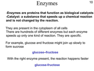 Enzymes - Enzymes   are proteins that function as biological catalysts -Catalyst: a substance that speeds up a chemical reaction and is not changed by the reaction. They are present in the cytoplasm of all cells There are hundreds of different enzymes but each enzyme speeds up only one kind of reaction. They are  specific. For example, glucose and fructose might join up slowly to form sucrose  glucose - -fructose With the right enzyme present, the reaction happens faster  glucose - -fructose 10 