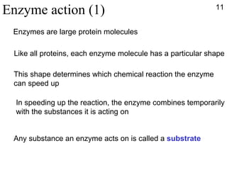 Enzyme action (1)  Enzymes are large protein molecules Like all proteins, each enzyme molecule has a particular shape This shape determines which chemical reaction the enzyme can speed up In speeding up the reaction, the enzyme combines temporarily with the substances it is acting on Any substance an enzyme acts on is called a  substrate 11 