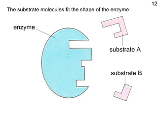 enzyme The substrate molecules fit the shape of the enzyme 12 substrate A substrate B 