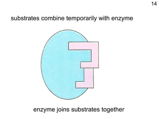 substrates combine temporarily with enzyme enzyme joins substrates together 14 