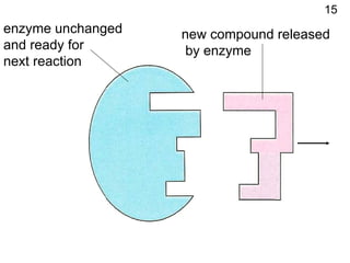 new compound released by enzyme enzyme unchanged and ready for next reaction 15 
