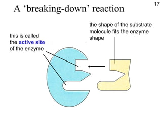 A ‘breaking-down’ reaction this is called the  active site of the enzyme 17 the shape of the substrate molecule fits the enzyme shape 