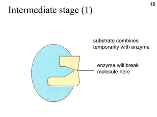 Intermediate stage (1) substrate combines temporarily with enzyme enzyme will break molecule here 18 