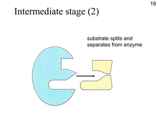 Intermediate stage (2) substrate splits and separates from enzyme 19 