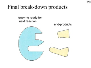 Final break-down products end-products enzyme ready for next reaction 20 