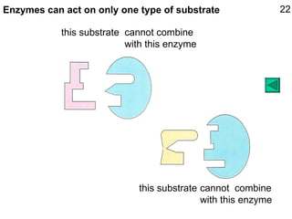 Enzymes can act on only one type of substrate cannot combine  with this enzyme cannot  combine with this enzyme 22 this substrate  this substrate 