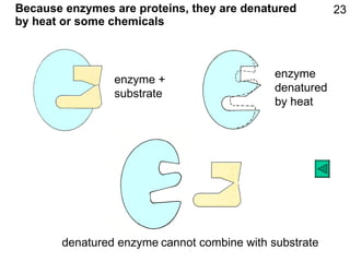 Because enzymes are proteins, they are denatured by heat or some chemicals enzyme + substrate 23 enzyme denatured by heat denatured enzyme cannot combine with substrate 