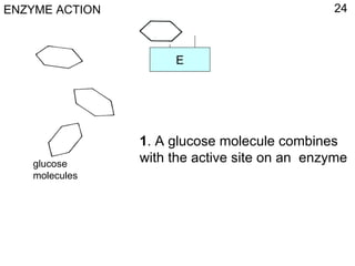 1 . A glucose molecule combines with the active site on an  enzyme ENZYME ACTION 24 1 glucose molecules E 