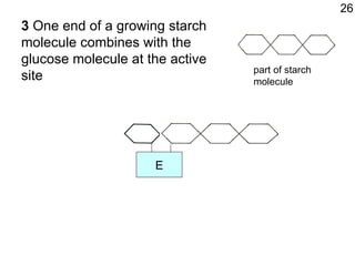 3  One end of a growing starch molecule combines with the glucose molecule at the active site 26 part of starch molecule E 