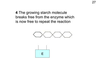 4  The growing starch molecule breaks free from the enzyme which is now free to repeat the reaction 27 E 