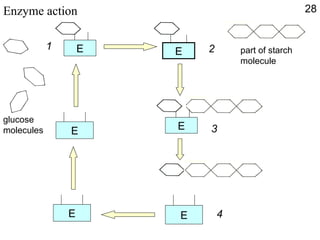 Enzyme action  28 E E E 2 E 3 E 4 part of starch molecule 1 glucose molecules E 1 