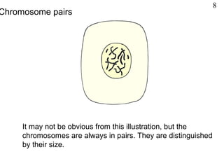 It may not be obvious from this illustration, but the
chromosomes are always in pairs. They are distinguished
by their size.
Chromosome pairs
8
 