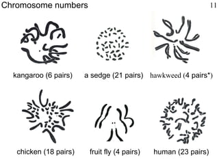 kangaroo (6 pairs) a sedge (21 pairs) hawkweed (4 pairs*)
chicken (18 pairs) fruit fly (4 pairs) human (23 pairs)
Chromosome numbers 11
 