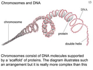 Chromosomes consist of DNA molecules supported
by a ‘scaffold’ of proteins. The diagram illustrates such
an arrangement but it is really more complex than this
Chromosomes and DNA
chromosome
DNA
protein
double helix
13
 