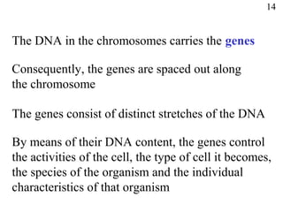 The DNA in the chromosomes carries the genes
Consequently, the genes are spaced out along
the chromosome
The genes consist of distinct stretches of the DNA
By means of their DNA content, the genes control
the activities of the cell, the type of cell it becomes,
the species of the organism and the individual
characteristics of that organism
14
 