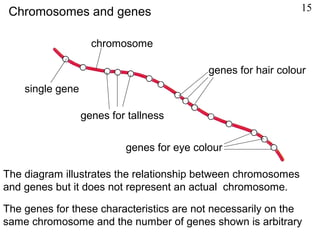 genes for eye colour
genes for hair colour
single gene
chromosome
Chromosomes and genes
genes for tallness
The diagram illustrates the relationship between chromosomes
and genes but it does not represent an actual chromosome.
The genes for these characteristics are not necessarily on the
same chromosome and the number of genes shown is arbitrary
15
 