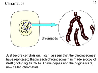 Just before cell division, it can be seen that the chromosomes
have replicated; that is each chromosome has made a copy of
itself (including its DNA). These copies and the originals are
now called chromatids
chromatids
Chromatids 17
 