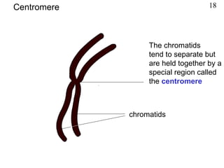 The chromatids
tend to separate but
are held together by a
special region called
the centromere
chromatids
Centromere 18
 