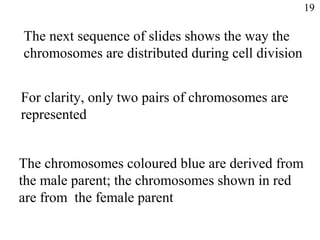 The next sequence of slides shows the way the
chromosomes are distributed during cell division
For clarity, only two pairs of chromosomes are
represented
The chromosomes coloured blue are derived from
the male parent; the chromosomes shown in red
are from the female parent
19
 