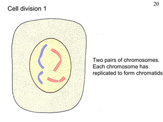 Two pairs of chromosomes.
Each chromosome has
replicated to form chromatids
Cell division 1
20
 