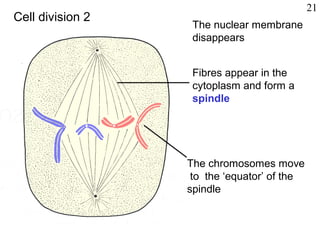 The nuclear membrane
disappears
Fibres appear in the
cytoplasm and form a
spindle
The chromosomes move
to the ‘equator’ of the
spindle
Cell division 2
21
 