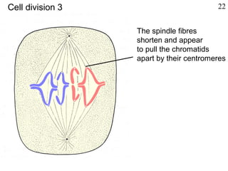 The spindle fibres
shorten and appear
to pull the chromatids
apart by their centromeres
Cell division 3 22
 