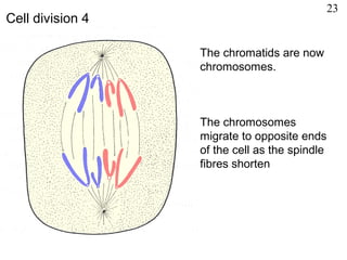 The chromatids are now
chromosomes.
The chromosomes
migrate to opposite ends
of the cell as the spindle
fibres shorten
Cell division 4
23
 