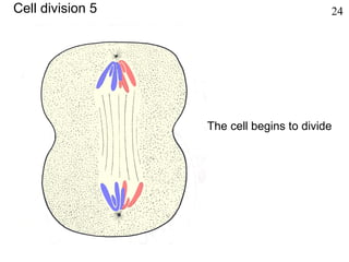 The cell begins to divide
Cell division 5 24
 
