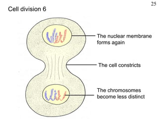 The nuclear membrane
forms again
The cell constricts
The chromosomes
become less distinct
Cell division 6
25
 