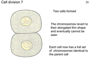 Two cells formed
Each cell now has a full set
of chromosomes identical to
the parent cell
The chromosomes revert to
their elongated thin shape
and eventually cannot be
seen
Cell division 7 26
 