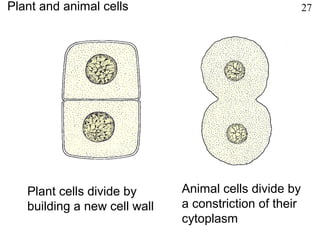 Plant cells divide by
building a new cell wall
Animal cells divide by
a constriction of their
cytoplasm
Plant and animal cells 27
 