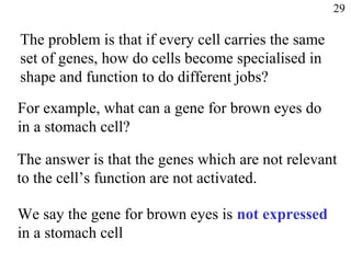 For example, what can a gene for brown eyes do
in a stomach cell?
The problem is that if every cell carries the same
set of genes, how do cells become specialised in
shape and function to do different jobs?
The answer is that the genes which are not relevant
to the cell’s function are not activated.
We say the gene for brown eyes is not expressed
in a stomach cell
29
 