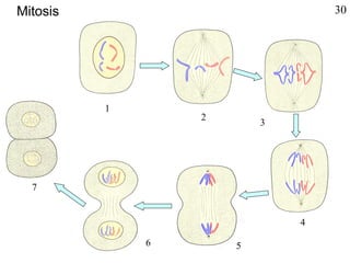 1
2
3
4
56
7
Mitosis 30
 