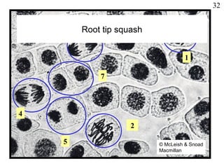 2
4
4
5
1
7
Root tip squash
32
© McLeish & Snoad
Macmillan
 