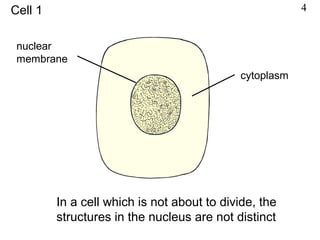 In a cell which is not about to divide, the
structures in the nucleus are not distinct
nuclear
membrane
cytoplasm
Cell 1 4
 