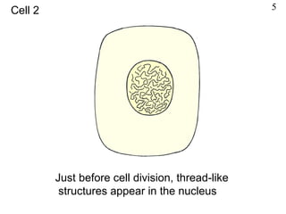 Just before cell division, thread-like
structures appear in the nucleus
Cell 2 5
 