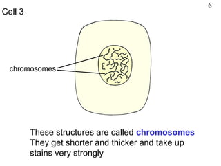 These structures are called chromosomes
They get shorter and thicker and take up
stains very strongly
chromosomes
Cell 3
6
 