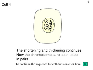 The shortening and thickening continues.
Now the chromosomes are seen to be
in pairs
To continue the sequence for cell division click here
Cell 4
7
 