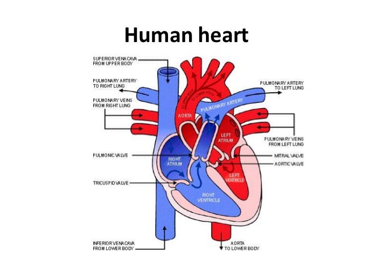 Kid Definition Of Cardiovascular System Kid Definition Of Cardiovascular System