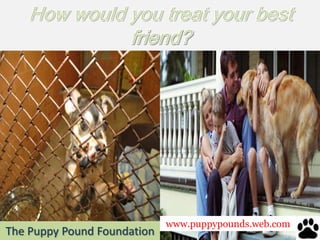 How would you treat your bestfriend? www.puppypounds.web.com The Puppy Pound Foundation 
