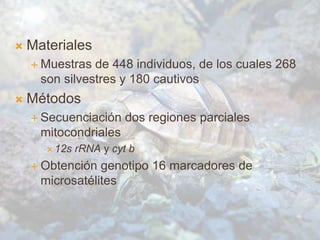  Materiales
 Muestras de 448 individuos, de los cuales 268
son silvestres y 180 cautivos
 Métodos
 Secuenciación dos regiones parciales
mitocondriales
 12s rRNA y cyt b
 Obtención genotipo 16 marcadores de
microsatélites
 