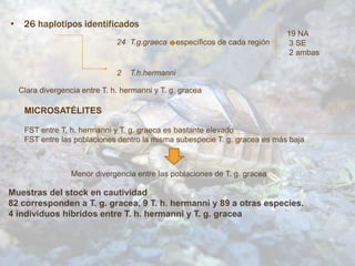 • 26 haplotipos identificados
24 T.g.graeca específicos de cada región
2 T.h.hermanni
19 NA
3 SE
2 ambas
Clara divergencia entre T. h. hermanni y T. g. gracea
MICROSATÉLITES
FST entre T, h. hermanni y T. g. graeca es bastante elevado
FST entre las poblaciones dentro la misma subespecie T. g. gracea es más baja
Menor divergencia entre las poblaciones de T. g. gracea
Muestras del stock en cautividad
82 corresponden a T. g. gracea, 9 T. h. hermanni y 89 a otras especies.
4 individuos híbridos entre T. h. hermanni y T. g. gracea
 
