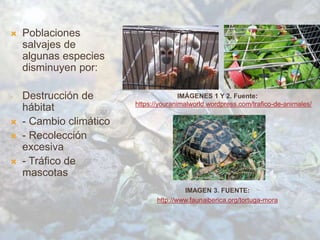  Poblaciones
salvajes de
algunas especies
disminuyen por:
- Destrucción de
hábitat
 - Cambio climático
 - Recolección
excesiva
 - Tráfico de
mascotas
IMÁGENES 1 Y 2. Fuente:
https://youranimalworld.wordpress.com/trafico-de-animales/
IMAGEN 3. FUENTE:
http://www.faunaiberica.org/tortuga-mora
 